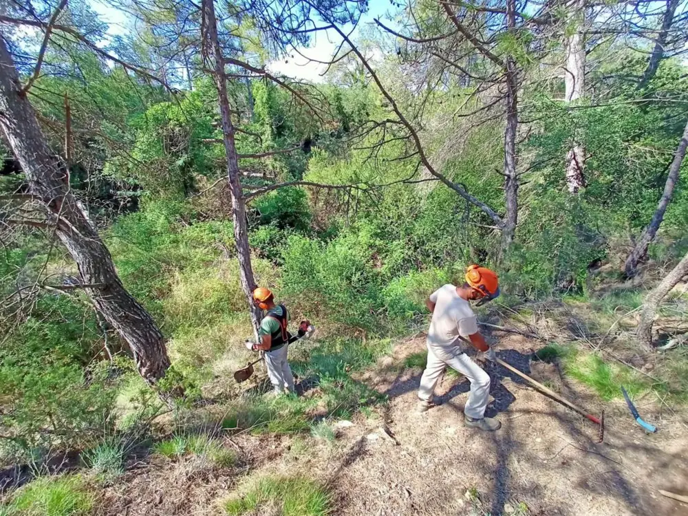 Dues persones fent tasques de jardineria en un bosc